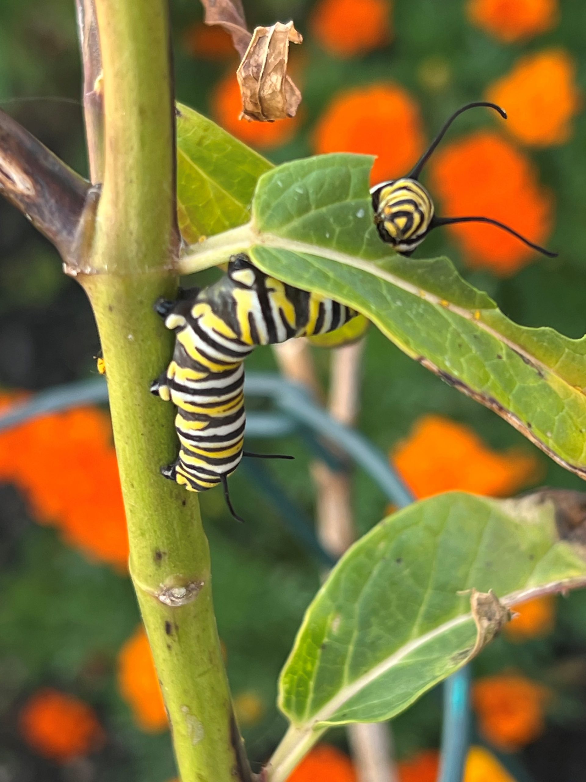Butterfly-Garden-scaled